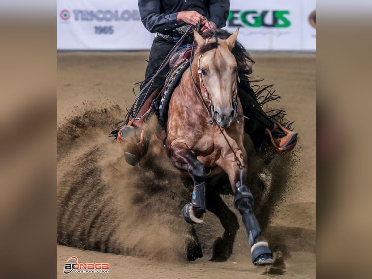 American Quarter Horse Ruin 4 Jaar Buckskin in Monza
