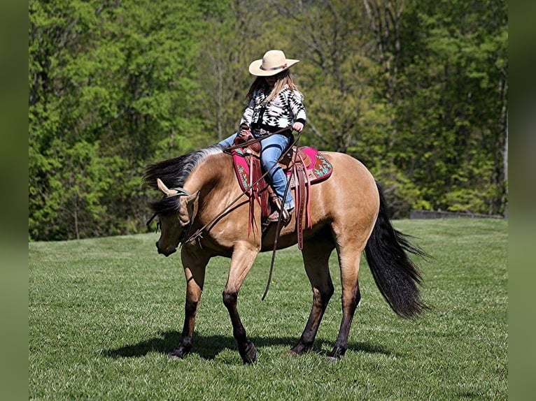 American Quarter Horse Ruin 4 Jaar Buckskin in Mount Vernon, KY