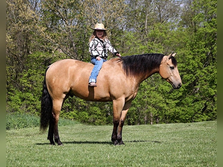 American Quarter Horse Ruin 4 Jaar Buckskin in Mount Vernon, KY