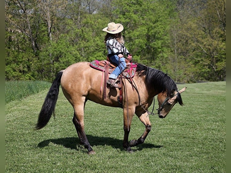 American Quarter Horse Ruin 4 Jaar Buckskin in Mount Vernon, KY