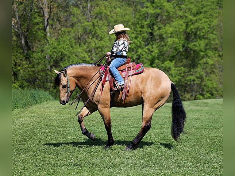 American Quarter Horse Ruin 4 Jaar Buckskin in Mount Vernon, KY