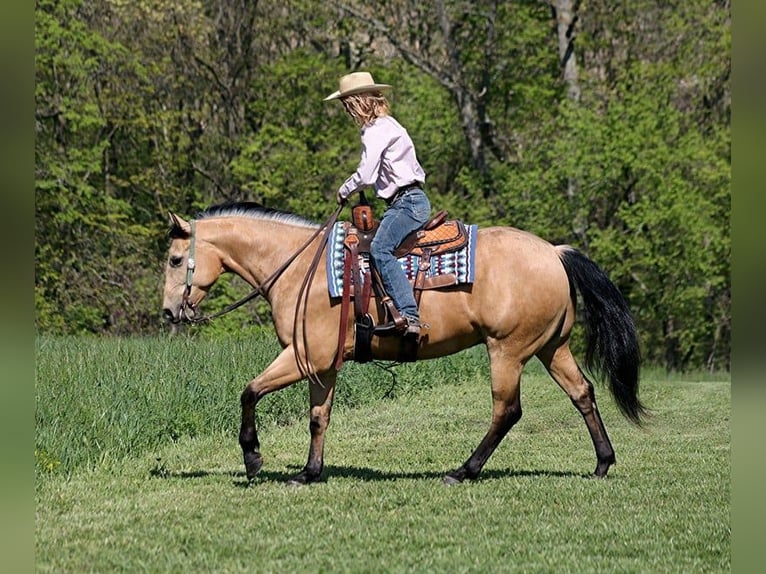 American Quarter Horse Ruin 4 Jaar Buckskin in Mount Vernon, KY