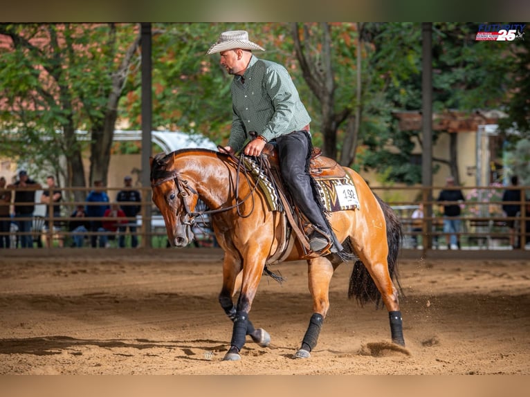 American Quarter Horse Ruin 4 Jaar Buckskin in Ungenach