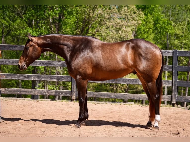 American Quarter Horse Ruin 4 Jaar Buckskin in Clover