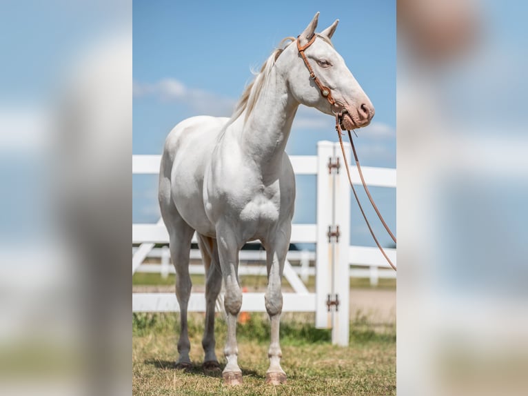 American Quarter Horse Ruin 4 Jaar Cremello in Sochaczew