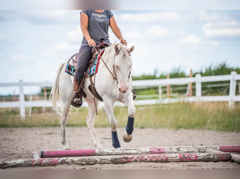 American Quarter Horse Ruin 4 Jaar Cremello in Sochaczew