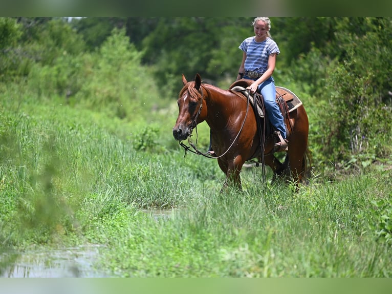 American Quarter Horse Ruin 4 Jaar Donkere-vos in Waco