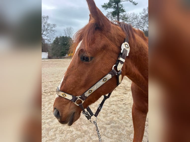 American Quarter Horse Mix Ruin 4 Jaar Donkere-vos in Charlton
