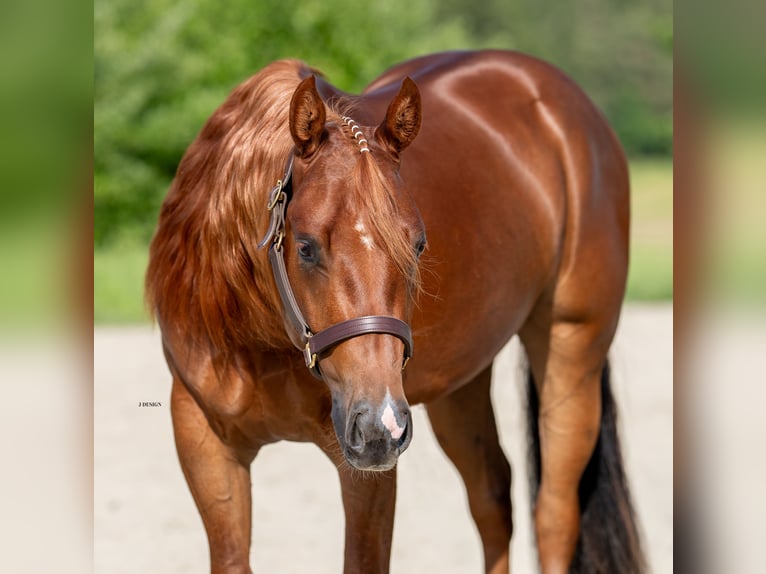 American Quarter Horse Ruin 4 Jaar Donkere-vos in Bitz