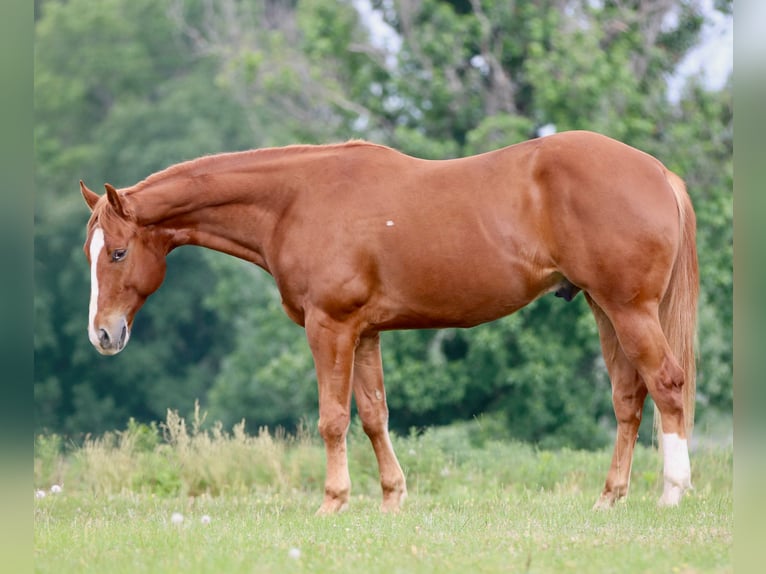 American Quarter Horse Ruin 4 Jaar Donkere-vos in Athens
