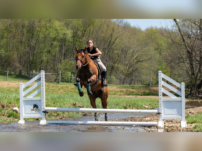 American Quarter Horse Ruin 4 Jaar Falbe in Fredericksburg, OH