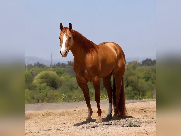 American Quarter Horse Ruin 4 Jaar Falbe in Norco