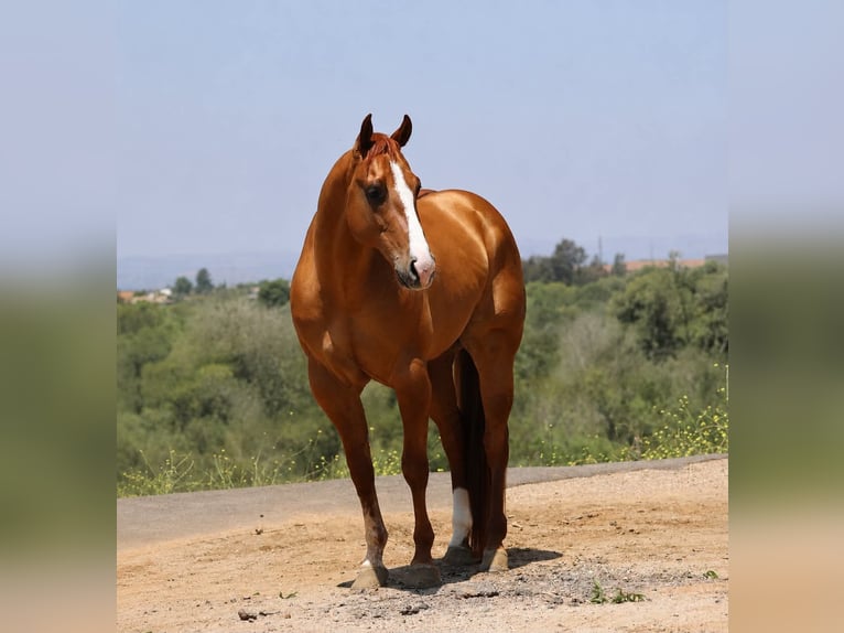 American Quarter Horse Ruin 4 Jaar Falbe in Norco