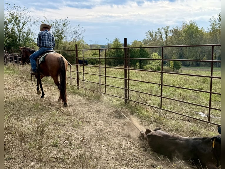 American Quarter Horse Ruin 4 Jaar Falbe in Shelbina