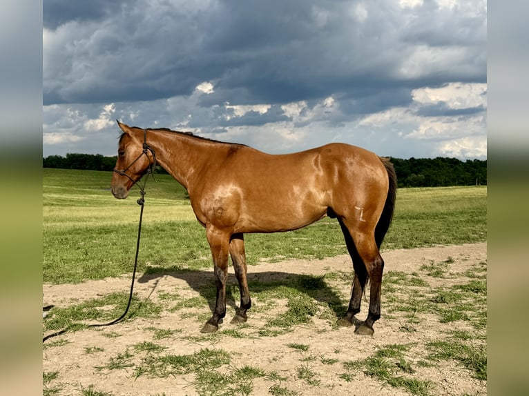 American Quarter Horse Ruin 4 Jaar Falbe in Shelbina