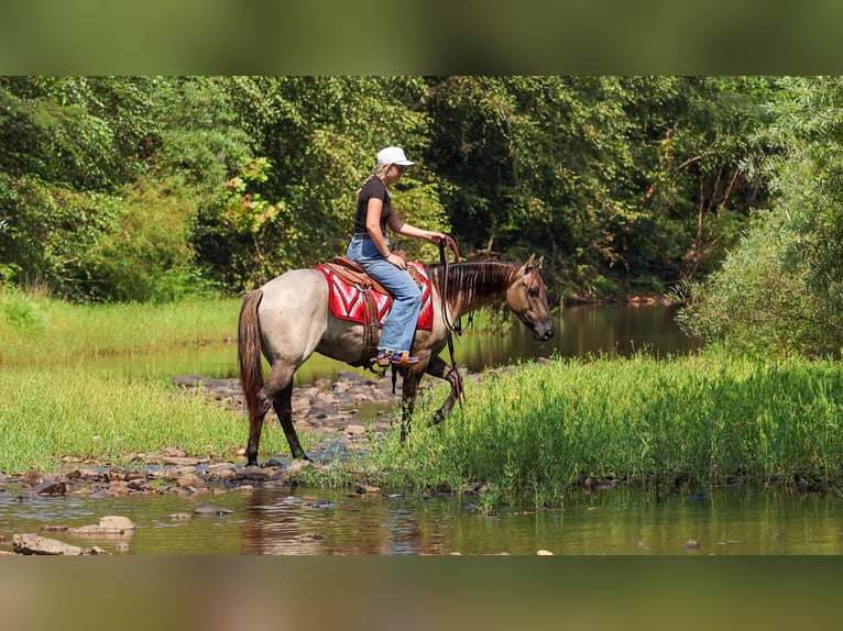 American Quarter Horse Ruin 4 Jaar Grullo in Quitman