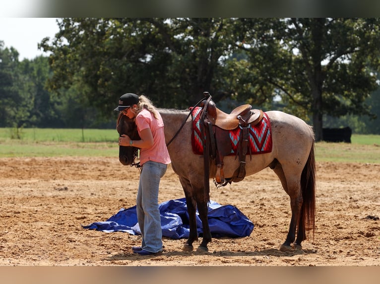 American Quarter Horse Ruin 4 Jaar Grullo in Quitman