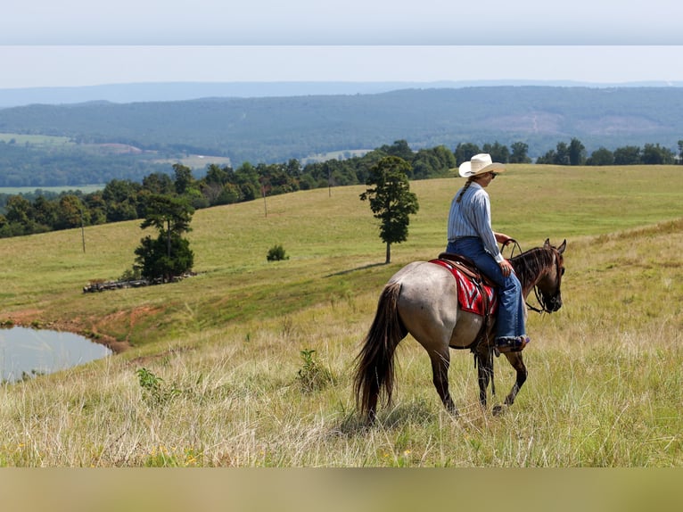 American Quarter Horse Ruin 4 Jaar Grullo in Quitman