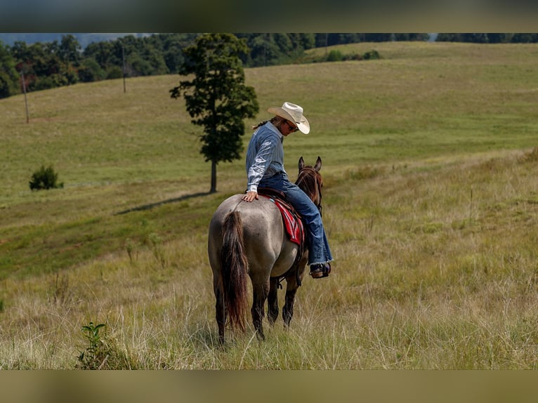 American Quarter Horse Ruin 4 Jaar Grullo in Quitman