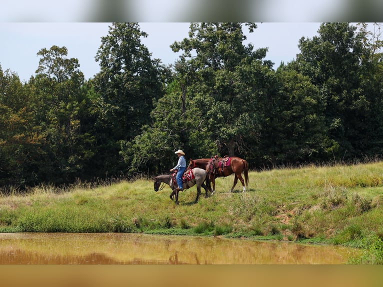 American Quarter Horse Ruin 4 Jaar Grullo in Quitman