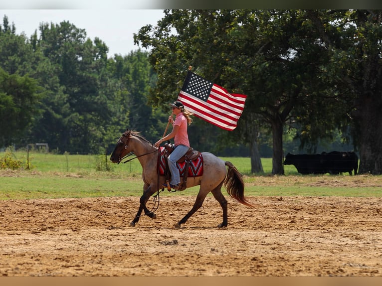 American Quarter Horse Ruin 4 Jaar Grullo in Quitman