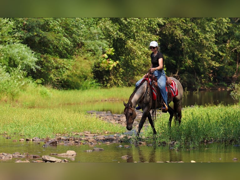 American Quarter Horse Ruin 4 Jaar Grullo in Quitman
