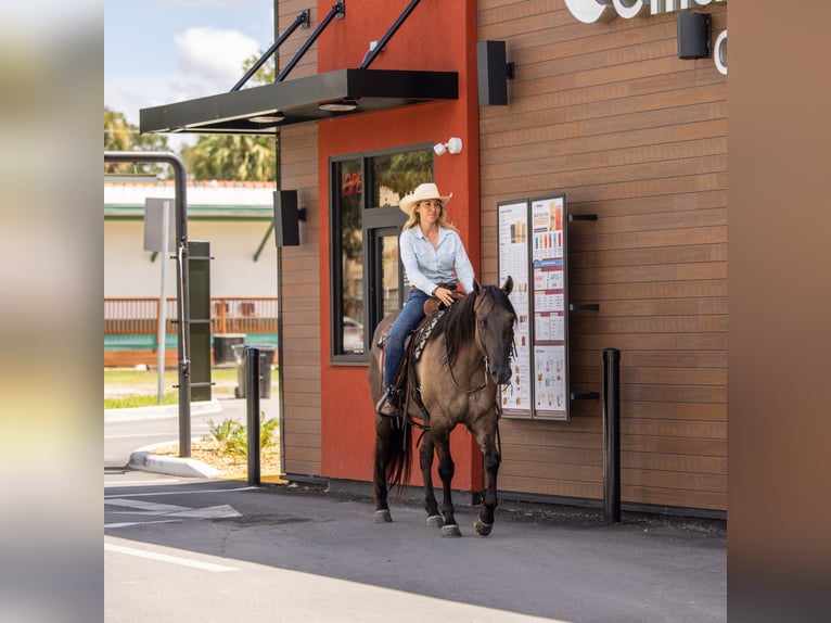American Quarter Horse Mix Ruin 4 Jaar Grullo in Ocala