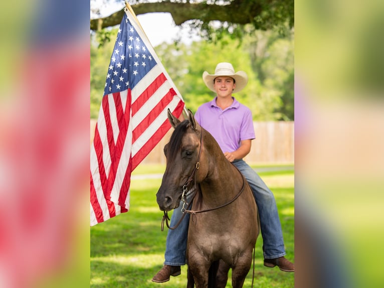 American Quarter Horse Mix Ruin 4 Jaar Grullo in Ocala
