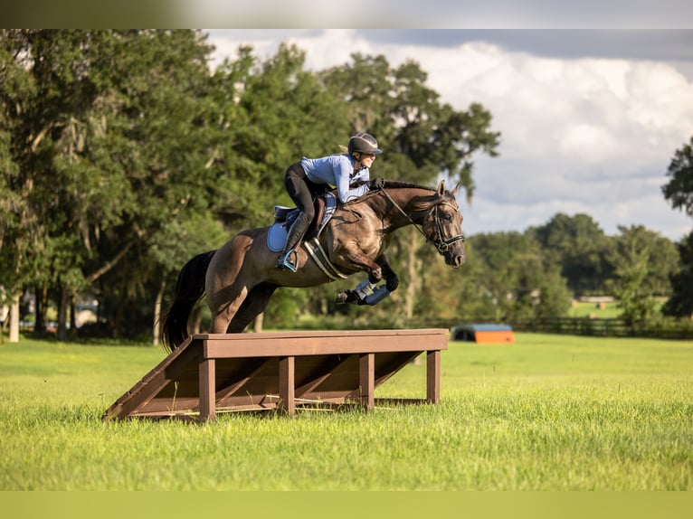 American Quarter Horse Mix Ruin 4 Jaar Grullo in Ocala