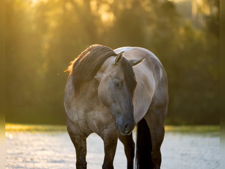 American Quarter Horse Mix Ruin 4 Jaar Grullo in Ocala