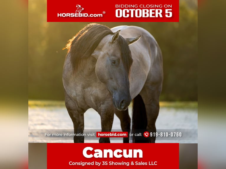 American Quarter Horse Mix Ruin 4 Jaar Grullo in Ocala