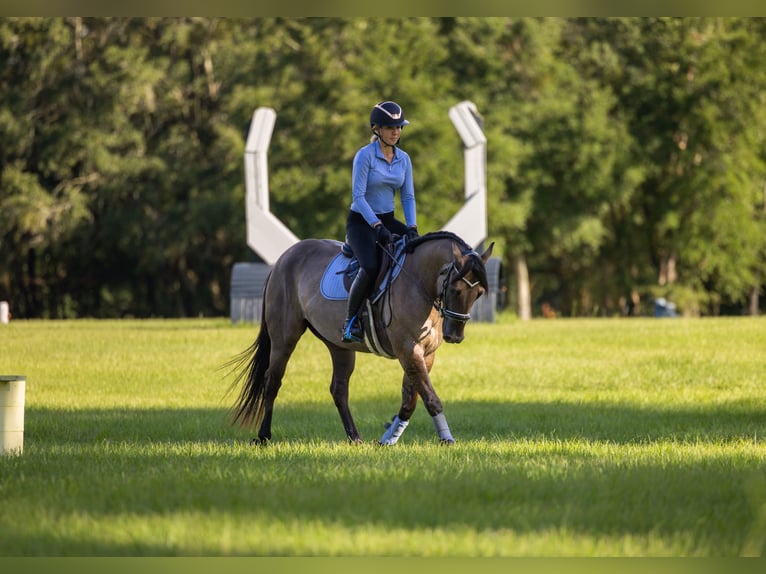 American Quarter Horse Mix Ruin 4 Jaar Grullo in Ocala