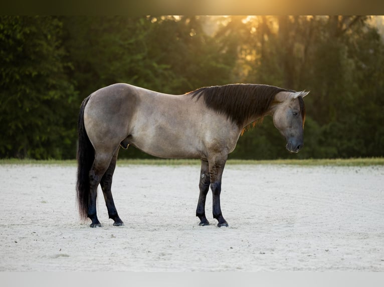 American Quarter Horse Mix Ruin 4 Jaar Grullo in Ocala