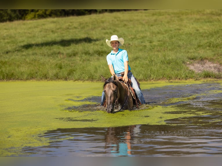 American Quarter Horse Mix Ruin 4 Jaar Grullo in Ocala