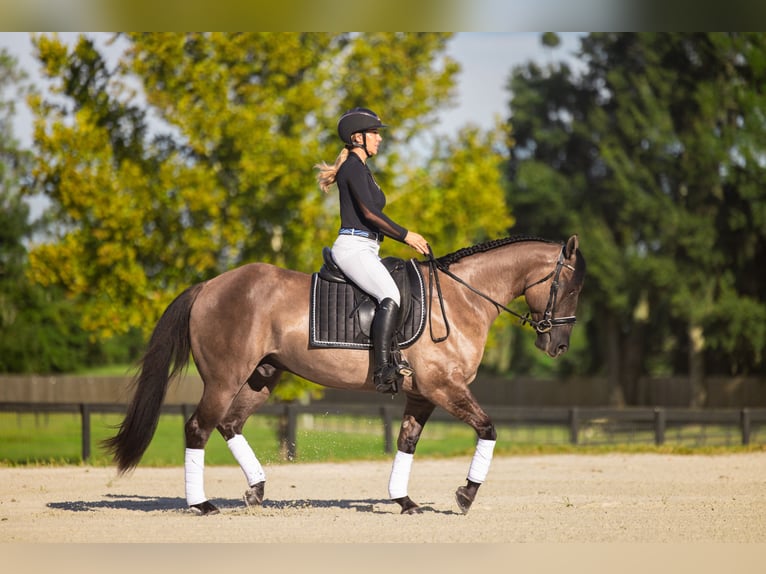 American Quarter Horse Mix Ruin 4 Jaar Grullo in Ocala