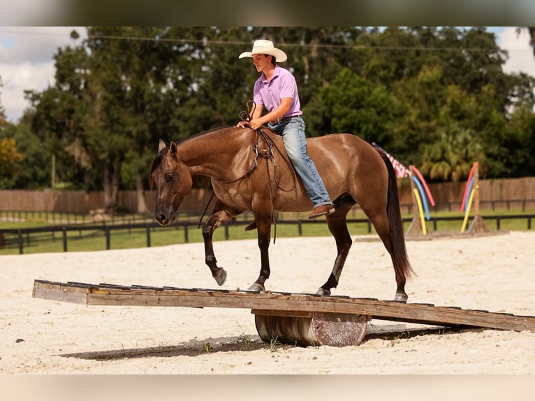 American Quarter Horse Mix Ruin 4 Jaar Grullo in Ocala