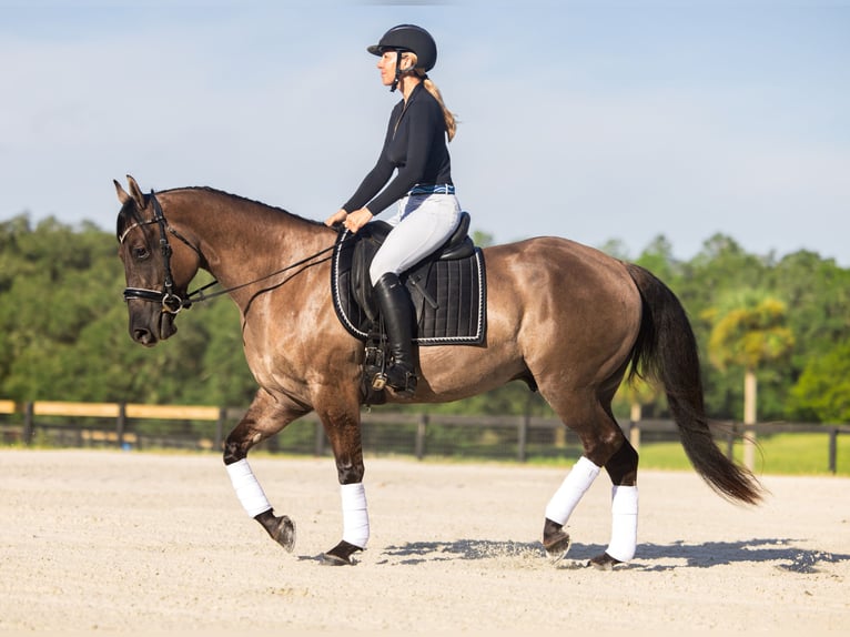 American Quarter Horse Mix Ruin 4 Jaar Grullo in Ocala