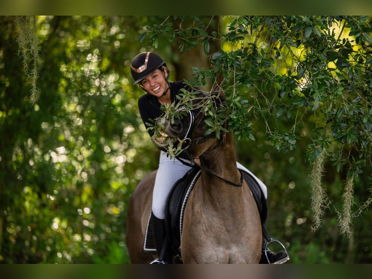 American Quarter Horse Mix Ruin 4 Jaar Grullo in Ocala