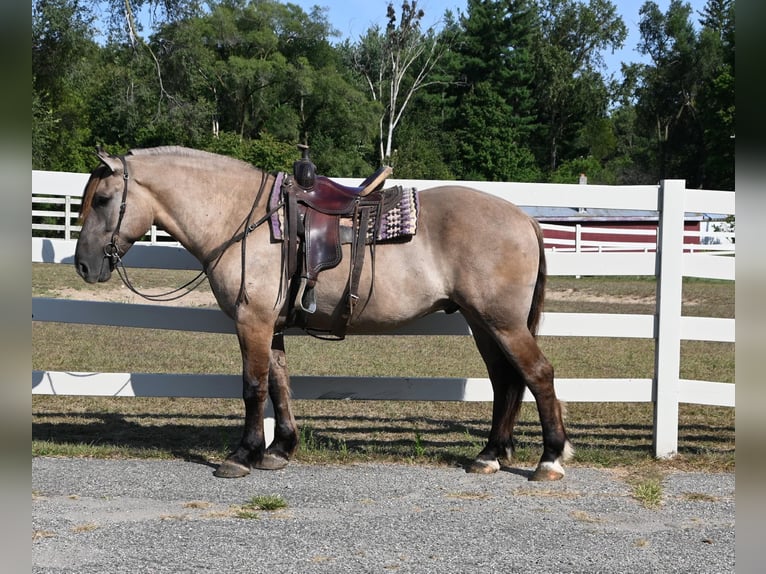 American Quarter Horse Ruin 4 Jaar Grullo in Shipshewanan IN