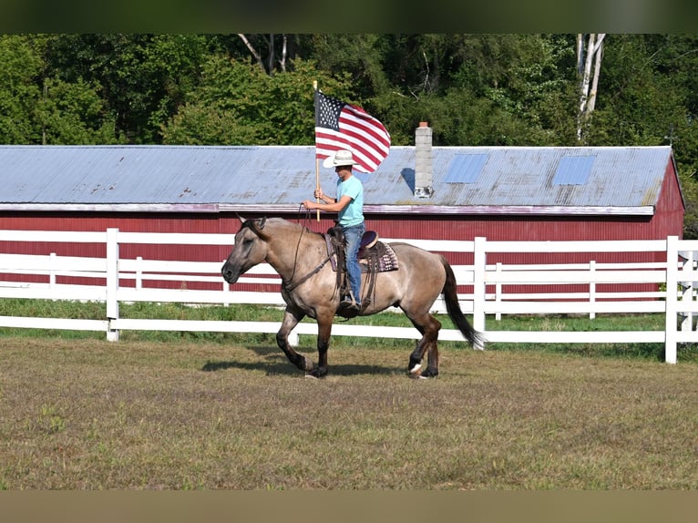 American Quarter Horse Ruin 4 Jaar Grullo in Shipshewanan IN