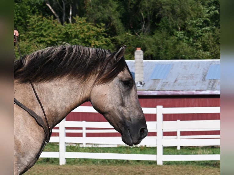 American Quarter Horse Ruin 4 Jaar Grullo in Shipshewanan IN