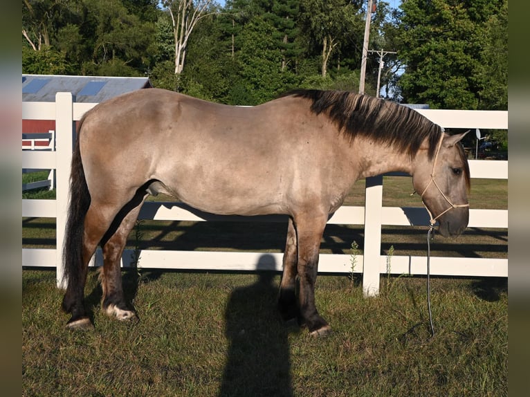 American Quarter Horse Ruin 4 Jaar Grullo in Shipshewanan IN