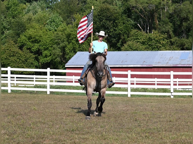 American Quarter Horse Ruin 4 Jaar Grullo in Shipshewanan IN