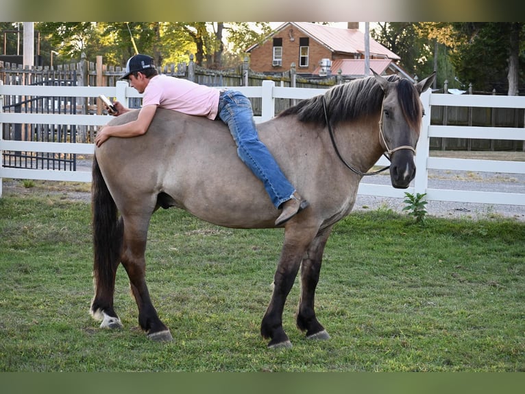 American Quarter Horse Ruin 4 Jaar Grullo in Shipshewanan IN