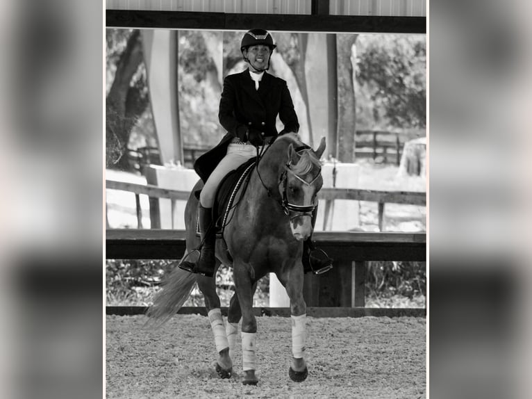 American Quarter Horse Ruin 4 Jaar Palomino in Ocala