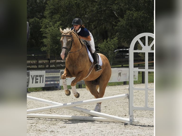 American Quarter Horse Ruin 4 Jaar Palomino in Ocala