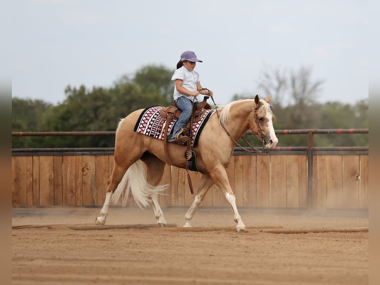 American Quarter Horse Ruin 4 Jaar Palomino in Buffalo