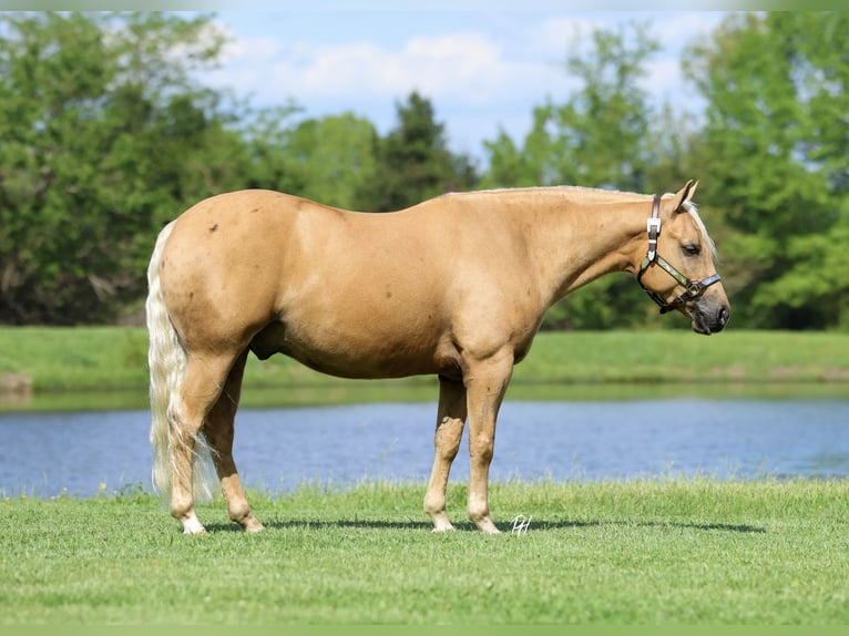 American Quarter Horse Ruin 4 Jaar Palomino in Buffalo