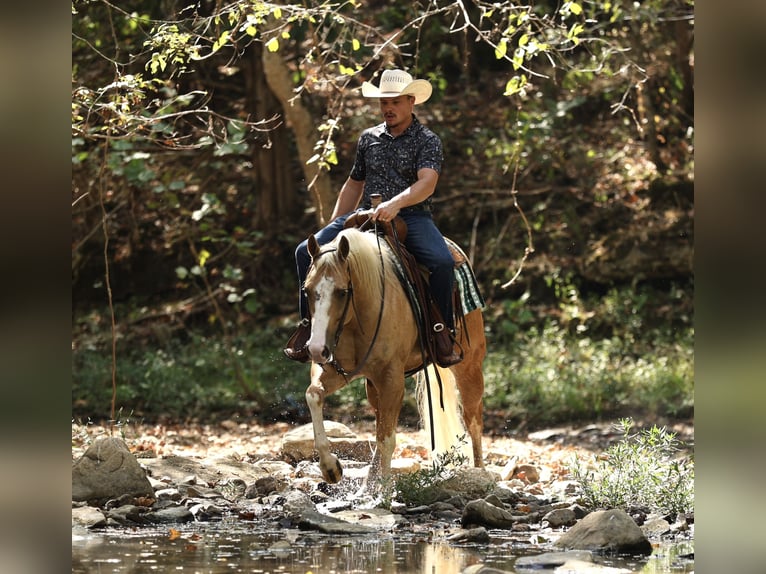 American Quarter Horse Ruin 4 Jaar Palomino in Buffalo