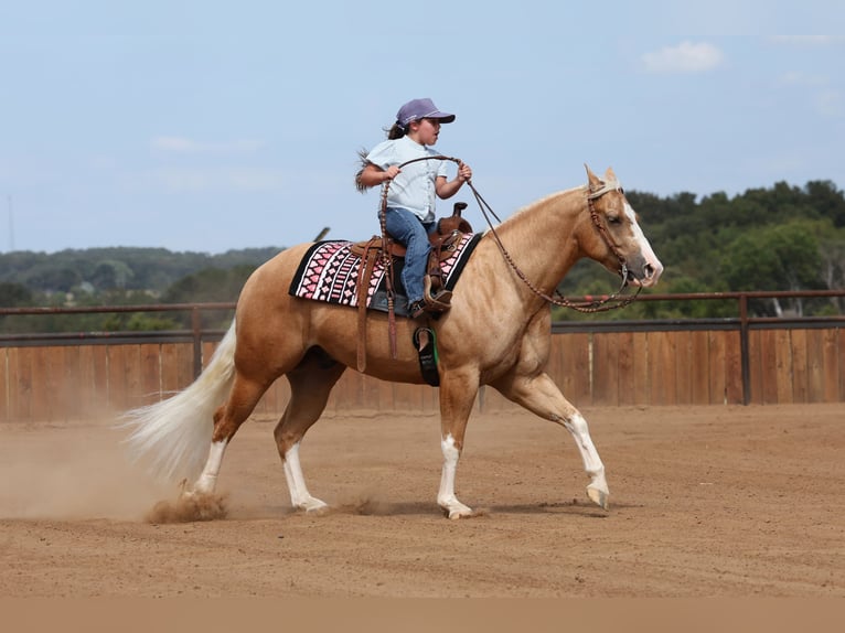 American Quarter Horse Ruin 4 Jaar Palomino in Buffalo